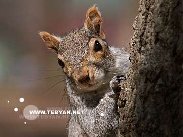 گالري عکس حيوانات